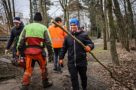 Dobrovolnická brigáda v lese U Daliborky 8. 2. 2025 v Nepomuku